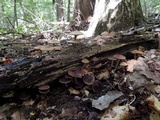 Agrocybe firma image