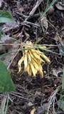 Clavulinopsis fusiformis image