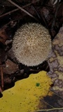 Lycoperdon curtisii image