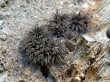Stemonitis splendens image