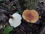 Polyporus radicatus image