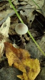 Mycena filopes image