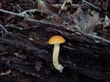 Leccinum longicurvipes image
