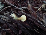 Leccinum longicurvipes image