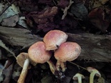 Cortinarius bolaris image