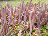 Alloclavaria purpurea image