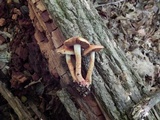 Cortinarius bolaris image