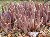 Alloclavaria purpurea image