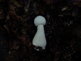 Amanita polypyramis image