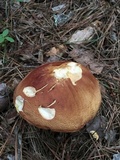 Boletus subcaerulescens image