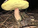 Boletus subcaerulescens image