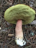 Boletus subcaerulescens image