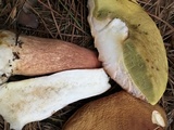 Boletus subcaerulescens image