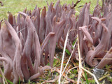 Alloclavaria purpurea image
