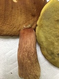 Boletus subcaerulescens image