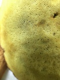 Boletus subcaerulescens image