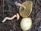 Suillus hirtellus image
