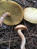 Suillus hirtellus image