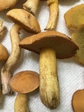 Suillus hirtellus image