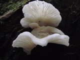 Pleurocybella porrigens image