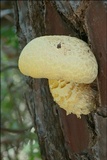 Buchwaldoboletus lignicola image