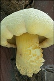 Buchwaldoboletus lignicola image