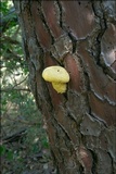 Buchwaldoboletus lignicola image