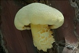 Buchwaldoboletus lignicola image