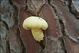 Buchwaldoboletus lignicola image