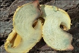 Buchwaldoboletus lignicola image