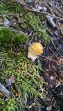 Amanita muscaria f. guessowii image