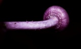 Inocybe lilacina image