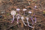 Inocybe lilacina image