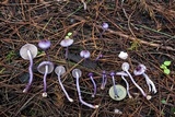 Inocybe lilacina image