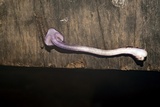 Inocybe lilacina image