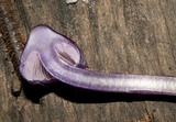 Inocybe lilacina image