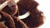 Psathyrella piluliformis image