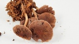 Psathyrella piluliformis image