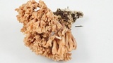 Ramaria testaceoflava image