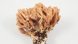 Ramaria testaceoflava image