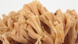 Ramaria testaceoflava image