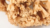 Ramaria testaceoflava image