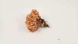 Ramaria testaceoflava image
