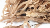 Ramaria violaceibrunnea image