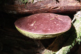 Boletellus mirabilis image