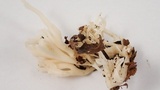 Ramariopsis kunzei image
