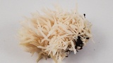 Ramariopsis kunzei image