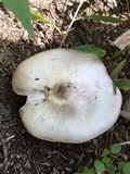 Agaricus placomyces image