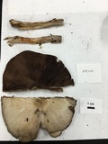 Agaricus placomyces image