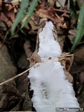 Exidiopsis effusa image